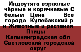 Индоутята взраслые чёрные и коричневые С белым › Цена ­ 450 - Все города, Кулебакский р-н Животные и растения » Птицы   . Калининградская обл.,Светловский городской округ 